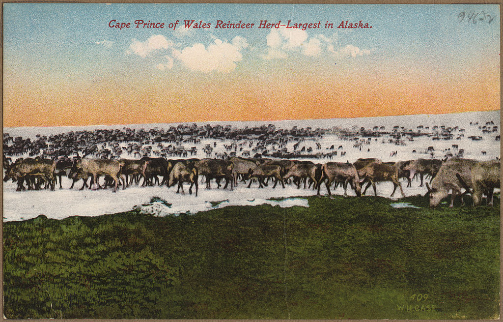 Cape Prince of Wales reindeer herd